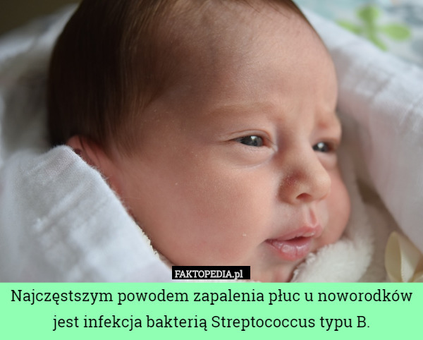 Najczęstszym powodem zapalenia płuc u noworodków jest infekcja bakterią Streptococcus typu B. 