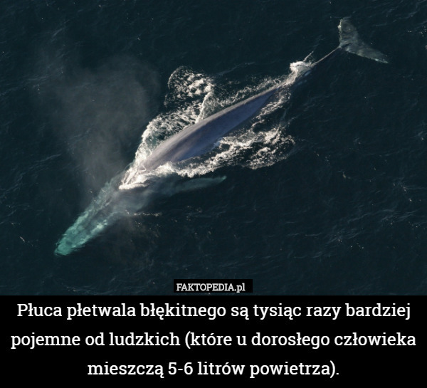 Płuca płetwala błękitnego są tysiąc razy bardziej pojemne od ludzkich (które u dorosłego człowieka mieszczą 5-6 litrów powietrza). 