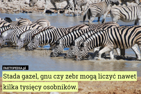 Stada gazel, gnu czy zebr mogą liczyć nawet kilka tysięcy osobników. 