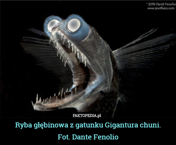 Ryba głębinowa z gatunku Gigantura chuni.
 Fot. Dante Fenolio 