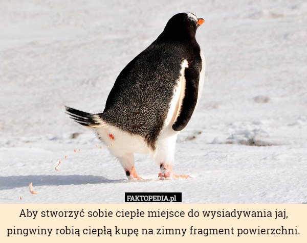 Aby stworzyć sobie ciepłe miejsce do wysiadywania jaj, pingwiny robią ciepłą kupę na zimny fragment powierzchni. 