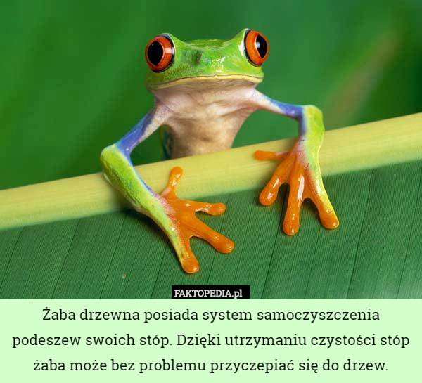Żaba drzewna posiada system samoczyszczenia podeszew swoich stóp. Dzięki utrzymaniu czystości stóp żaba może bez problemu przyczepiać się do drzew. 