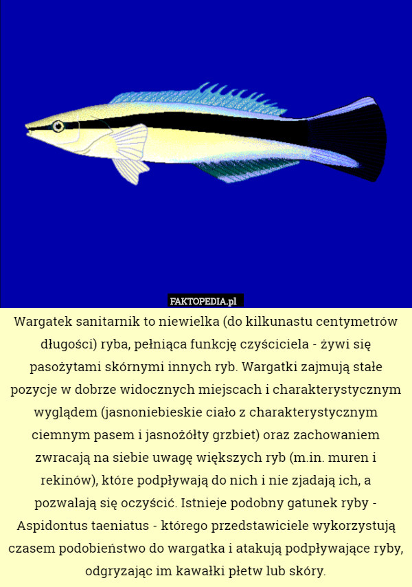 Wargatek sanitarnik to niewielka (do kilkunastu centymetrów długości) ryba, pełniąca funkcję czyściciela - żywi się pasożytami skórnymi innych ryb. Wargatki zajmują stałe pozycje w dobrze widocznych miejscach i charakterystycznym wyglądem (jasnoniebieskie ciało z charakterystycznym ciemnym pasem i jasnożółty grzbiet) oraz zachowaniem zwracają na siebie uwagę większych ryb (m.in. muren i rekinów), które podpływają do nich i nie zjadają ich, a pozwalają się oczyścić. Istnieje podobny gatunek ryby - Aspidontus taeniatus - którego przedstawiciele wykorzystują czasem podobieństwo do wargatka i atakują podpływające ryby, odgryzając im kawałki płetw lub skóry. 