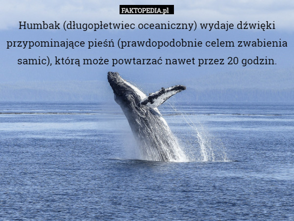 Humbak (długopłetwiec oceaniczny) wydaje dźwięki przypominające pieśń (prawdopodobnie celem zwabienia samic), którą może powtarzać nawet przez 20 godzin. 