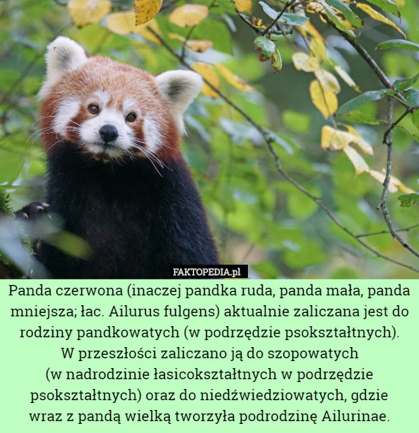 Panda czerwona (inaczej pandka ruda, panda mała, panda mniejsza; łac. Ailurus fulgens) aktualnie zaliczana jest do rodziny pandkowatych (w podrzędzie psokształtnych).
 W przeszłości zaliczano ją do szopowatych
 (w nadrodzinie łasicokształtnych w podrzędzie psokształtnych) oraz do niedźwiedziowatych, gdzie
 wraz z pandą wielką tworzyła podrodzinę Ailurinae. 