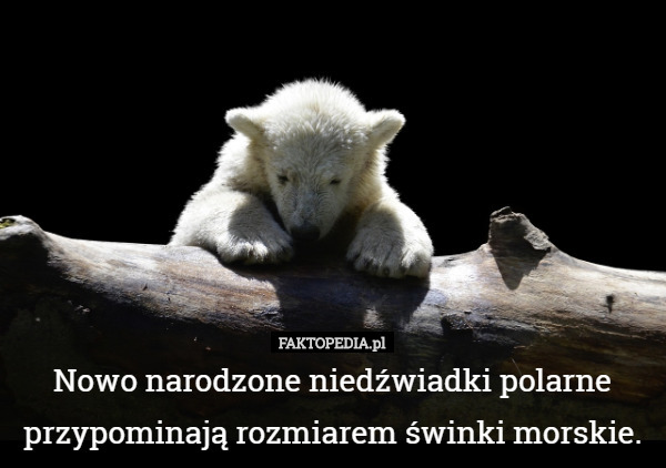 Nowo narodzone niedźwiadki polarne przypominają rozmiarem świnki morskie. 