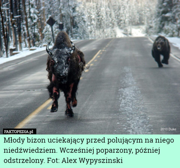 Młody bizon uciekający przed polującym na niego niedźwiedziem. Wcześniej poparzony, później odstrzelony. Fot: Alex Wypyszinski 