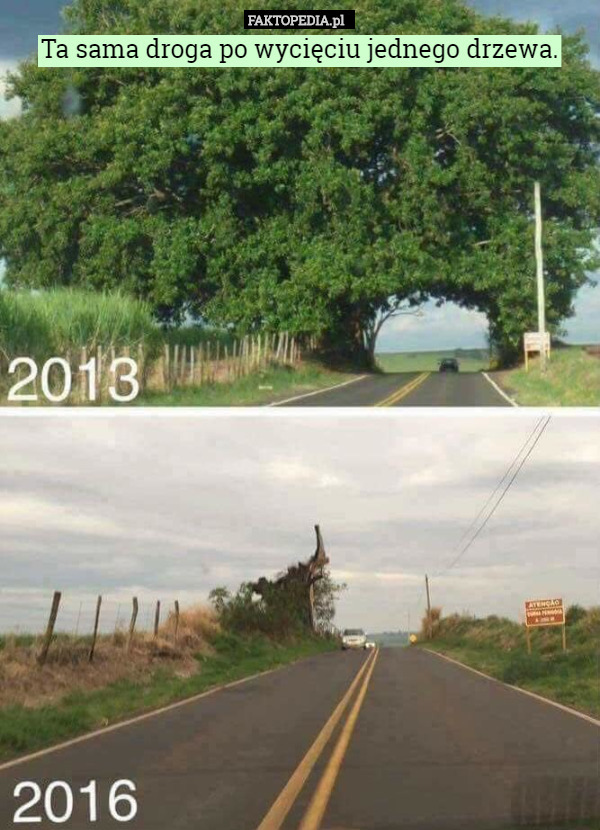 Ta sama droga po wycięciu jednego drzewa. 
