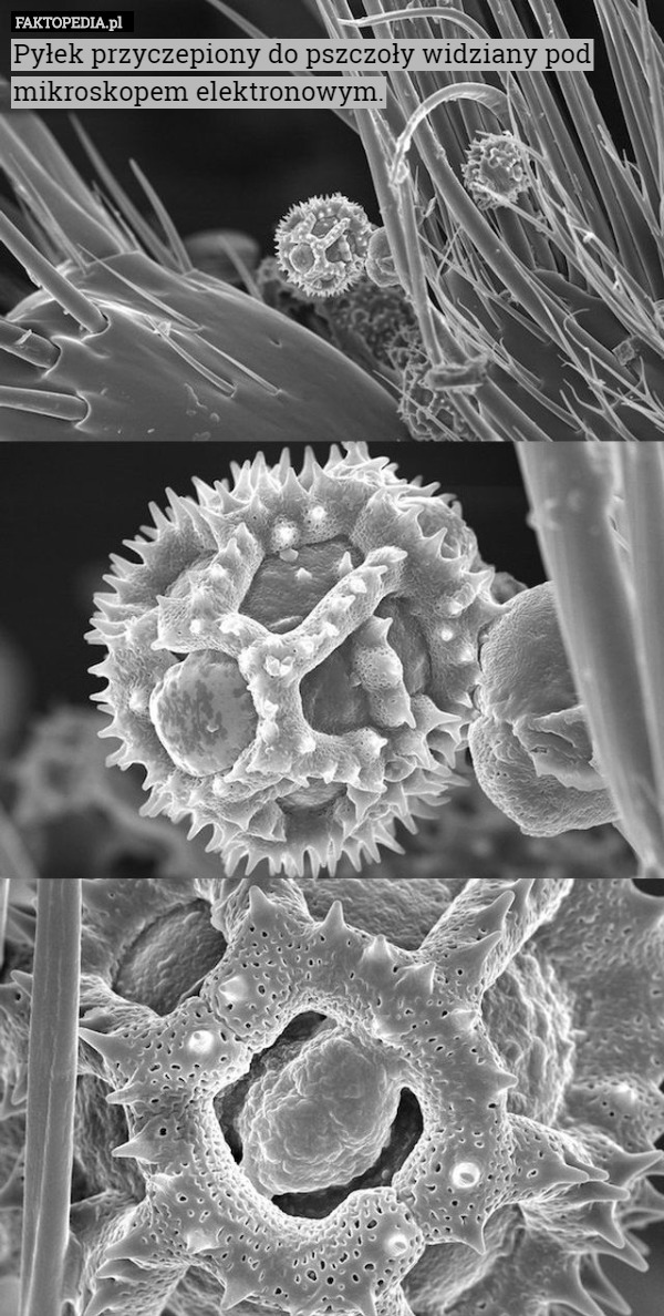 Pyłek przyczepiony do pszczoły widziany pod mikroskopem elektronowym. 