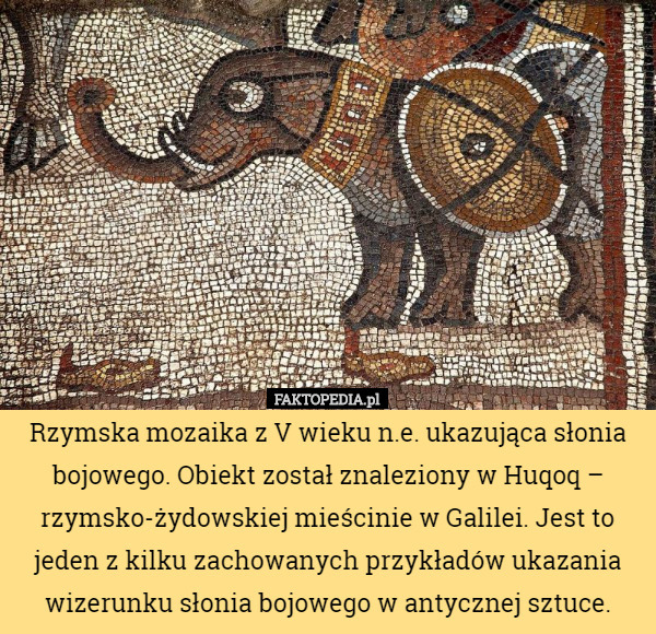 Rzymska mozaika z V wieku n.e. ukazująca słonia bojowego. Obiekt został znaleziony w Huqoq – rzymsko-żydowskiej mieścinie w Galilei. Jest to jeden z kilku zachowanych przykładów ukazania wizerunku słonia bojowego w antycznej sztuce. 