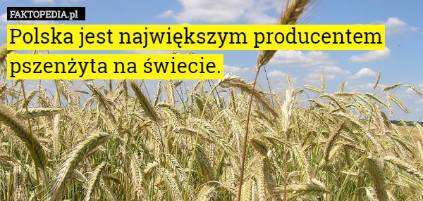 Polska jest największym producentem pszenżyta na świecie. 