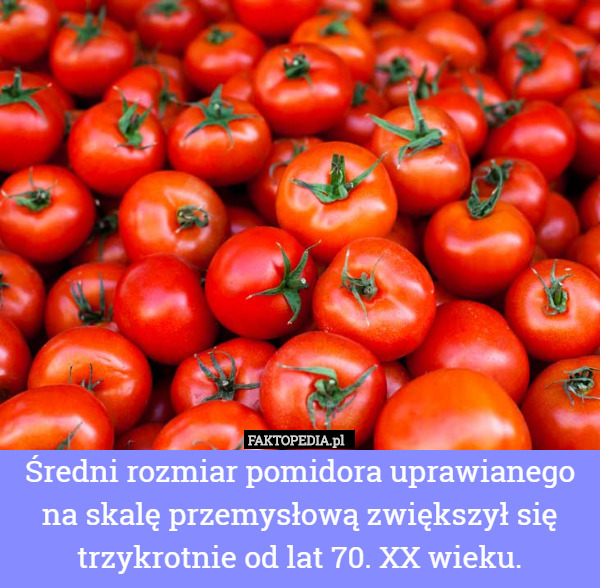 Średni rozmiar pomidora uprawianego na skalę przemysłową zwiększył się trzykrotnie od lat 70. XX wieku. 