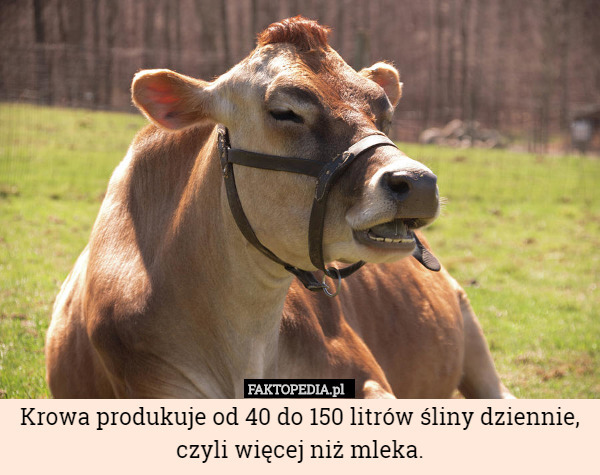 Krowa produkuje od 40 do 150 litrów śliny dziennie, czyli więcej niż mleka. 