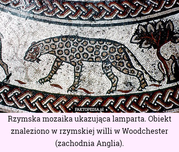 Rzymska mozaika ukazująca lamparta. Obiekt znaleziono w rzymskiej willi w Woodchester (zachodnia Anglia). 