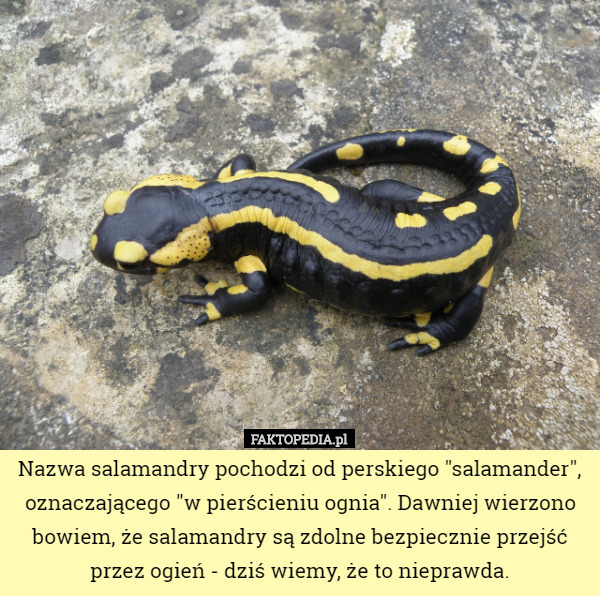 Nazwa salamandry pochodzi od perskiego "salamander", oznaczającego "w pierścieniu ognia". Dawniej wierzono bowiem, że salamandry są zdolne bezpiecznie przejść przez ogień - dziś wiemy, że to nieprawda. 