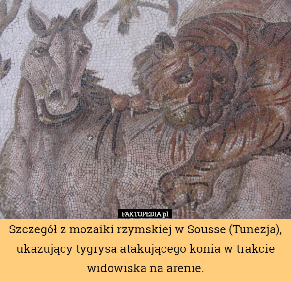 Szczegół z mozaiki rzymskiej w Sousse (Tunezja), ukazujący tygrysa atakującego konia w trakcie widowiska na arenie. 