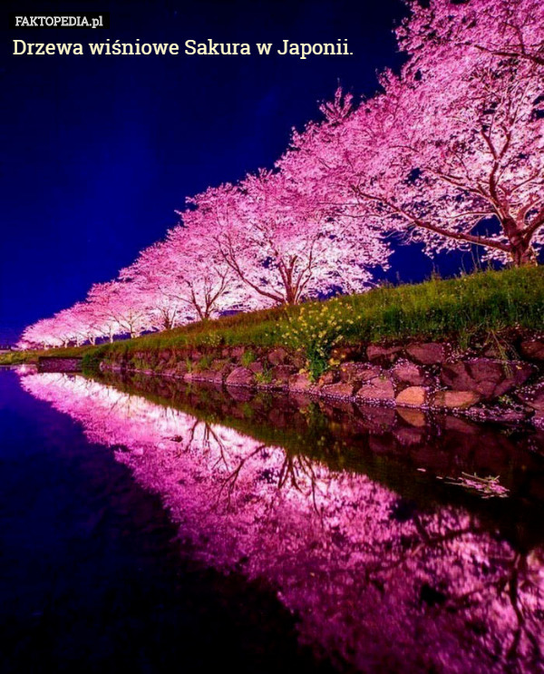Drzewa wiśniowe Sakura w Japonii. 