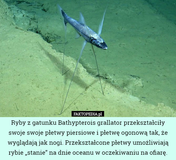 Ryby z gatunku Bathypterois grallator przekształciły swoje swoje płetwy piersiowe i płetwę ogonową tak, że wyglądają jak nogi. Przekształcone płetwy umożliwiają rybie „stanie” na dnie oceanu w oczekiwaniu na ofiarę. 