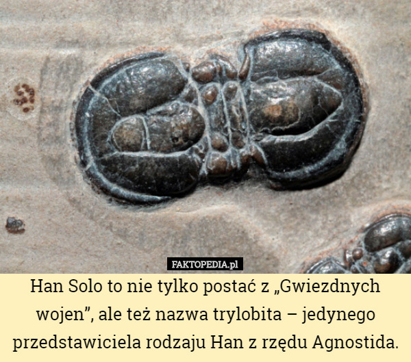 Han Solo to nie tylko postać z „Gwiezdnych wojen”, ale też nazwa trylobita – jedynego przedstawiciela rodzaju Han z rzędu Agnostida. 
