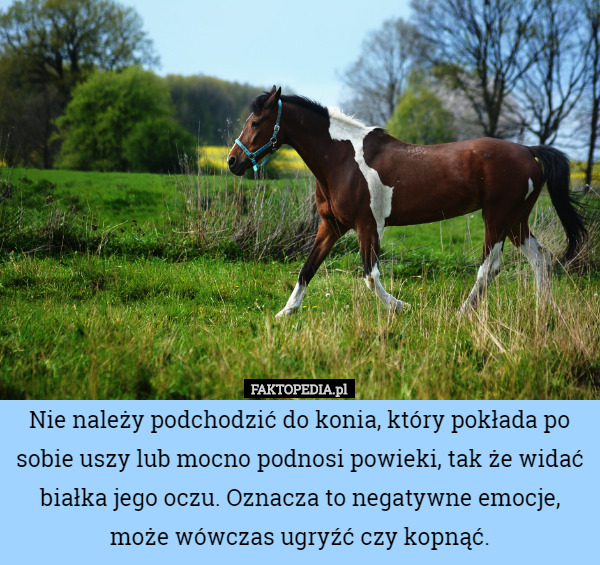 Nie należy podchodzić do konia, który pokłada po sobie uszy lub mocno podnosi powieki, tak że widać białka jego oczu. Oznacza to negatywne emocje, może wówczas ugryźć czy kopnąć. 