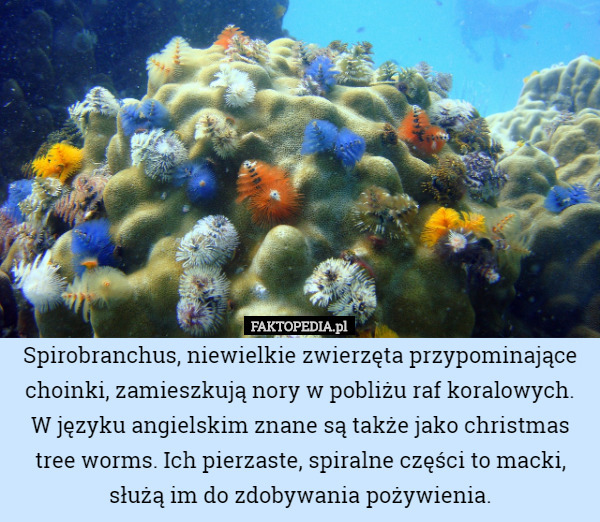 Spirobranchus, niewielkie zwierzęta przypominające choinki, zamieszkują nory w pobliżu raf koralowych. W języku angielskim znane są także jako christmas tree worms. Ich pierzaste, spiralne części to macki, służą im do zdobywania pożywienia. 