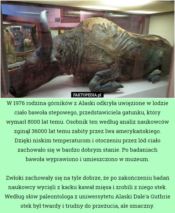 W 1976 rodzina górników z Alaski odkryła uwięzione w lodzie ciało bawoła stepowego, przedstawiciela gatunku, który wymarł 8000 lat temu. Osobnik ten według analiz naukowców zginął 36000 lat temu zabity przez lwa amerykańskiego.
 Dzięki niskim temperaturom i otoczeniu przez lód ciało zachowało się w bardzo dobrym stanie. Po badaniach
 bawoła wyprawiono i umieszczono w muzeum.

Zwłoki zachowały się na tyle dobrze, że po zakończeniu badań naukowcy wycięli z karku kawał mięsa i zrobili z niego stek. Według słów paleontologa z uniwersytetu Alaski Dale'a Guthrie stek był twardy i trudny do przeżucia, ale smaczny. 
