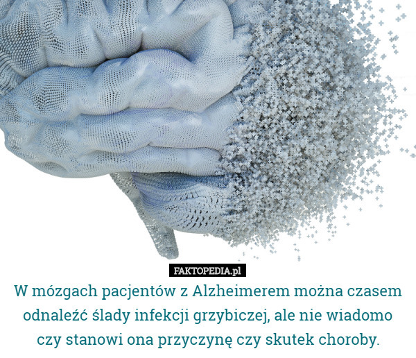W mózgach pacjentów z Alzheimerem można czasem odnaleźć ślady infekcji grzybiczej, ale nie wiadomo czy stanowi ona przyczynę czy skutek choroby. 