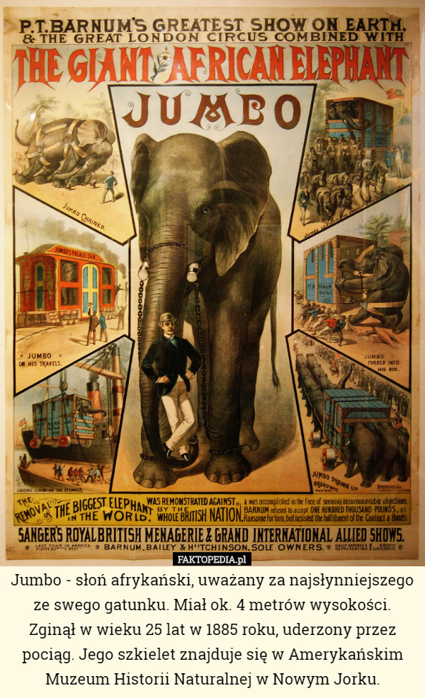Jumbo - słoń afrykański, uważany za najsłynniejszego ze swego gatunku. Miał ok. 4 metrów wysokości. Zginął w wieku 25 lat w 1885 roku, uderzony przez pociąg. Jego szkielet znajduje się w Amerykańskim Muzeum Historii Naturalnej w Nowym Jorku. 