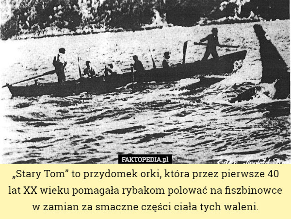 „Stary Tom” to przydomek orki, która przez pierwsze 40 lat XX wieku pomagała rybakom polować na fiszbinowce w zamian za smaczne części ciała tych waleni. 