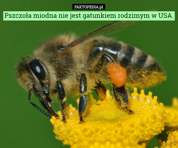 Pszczoła miodna nie jest gatunkiem rodzimym w USA. 