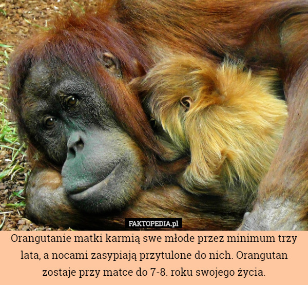 Orangutanie matki karmią swe młode przez minimum trzy lata, a nocami zasypiają przytulone do nich. Orangutan zostaje przy matce do 7-8. roku swojego życia. 