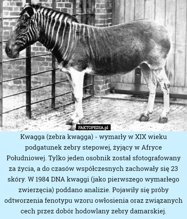 Kwagga (zebra kwagga) - wymarły w XIX wieku podgatunek zebry stepowej, żyjący w Afryce Południowej. Tylko jeden osobnik został sfotografowany za życia, a do czasów współczesnych zachowały się 23 skóry. W 1984 DNA kwaggi (jako pierwszego wymarłego zwierzęcia) poddano analizie. Pojawiły się próby odtworzenia fenotypu wzoru owłosienia oraz związanych cech przez dobór hodowlany zebry damarskiej. 