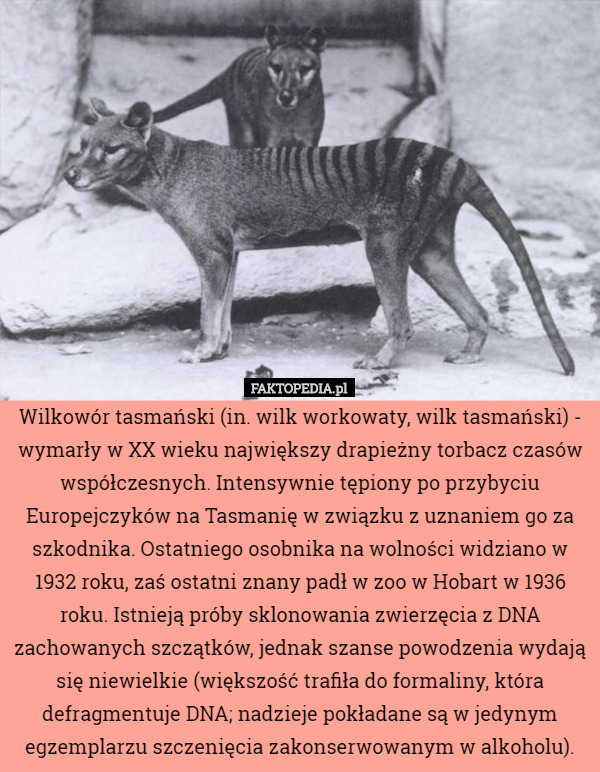 Wilkowór tasmański (in. wilk workowaty, wilk tasmański) - wymarły w XX wieku największy drapieżny torbacz czasów współczesnych. Intensywnie tępiony po przybyciu Europejczyków na Tasmanię w związku z uznaniem go za szkodnika. Ostatniego osobnika na wolności widziano w 1932 roku, zaś ostatni znany padł w zoo w Hobart w 1936 roku. Istnieją próby sklonowania zwierzęcia z DNA zachowanych szczątków, jednak szanse powodzenia wydają się niewielkie (większość trafiła do formaliny, która defragmentuje DNA; nadzieje pokładane są w jedynym egzemplarzu szczenięcia zakonserwowanym w alkoholu). 
