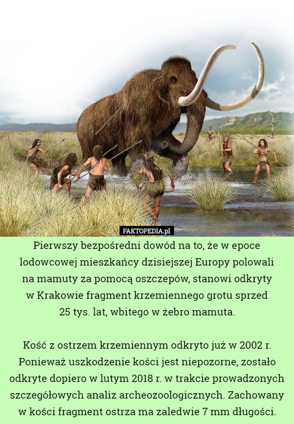 Pierwszy bezpośredni dowód na to, że w epoce lodowcowej mieszkańcy dzisiejszej Europy polowali
 na mamuty za pomocą oszczepów, stanowi odkryty
 w Krakowie fragment krzemiennego grotu sprzed
 25 tys. lat, wbitego w żebro mamuta.

 Kość z ostrzem krzemiennym odkryto już w 2002 r. Ponieważ uszkodzenie kości jest niepozorne, zostało odkryte dopiero w lutym 2018 r. w trakcie prowadzonych szczegółowych analiz archeozoologicznych. Zachowany w kości fragment ostrza ma zaledwie 7 mm długości. 