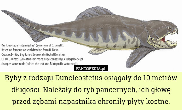 Ryby z rodzaju Duncleostetus osiągały do 10 metrów długości. Należały do ryb pancernych, ich głowę przed zębami napastnika chroniły płyty kostne. 