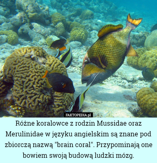 Różne koralowce z rodzin Mussidae oraz Merulinidae w języku angielskim są znane pod zbiorczą nazwą "brain coral". Przypominają one bowiem swoją budową ludzki mózg. 