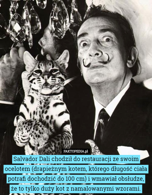 Salvador Dali chodził do restauracji ze swoim ocelotem (drapieżnym kotem, którego długość ciała potrafi dochodzić do 100 cm) i wmawiał obsłudze,
 że to tylko duży kot z namalowanymi wzorami. 