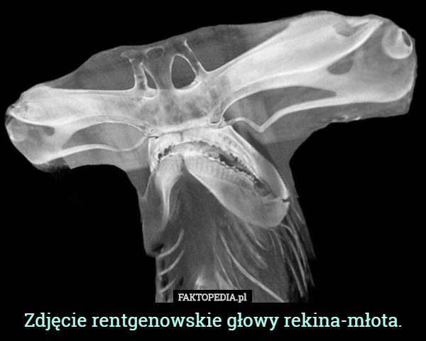 Zdjęcie rentgenowskie głowy rekina-młota. 