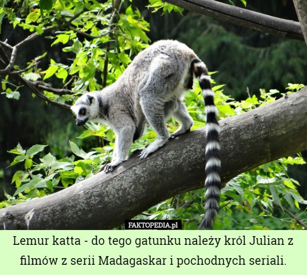 Lemur katta - do tego gatunku należy król Julian z filmów z serii Madagaskar i pochodnych seriali. 