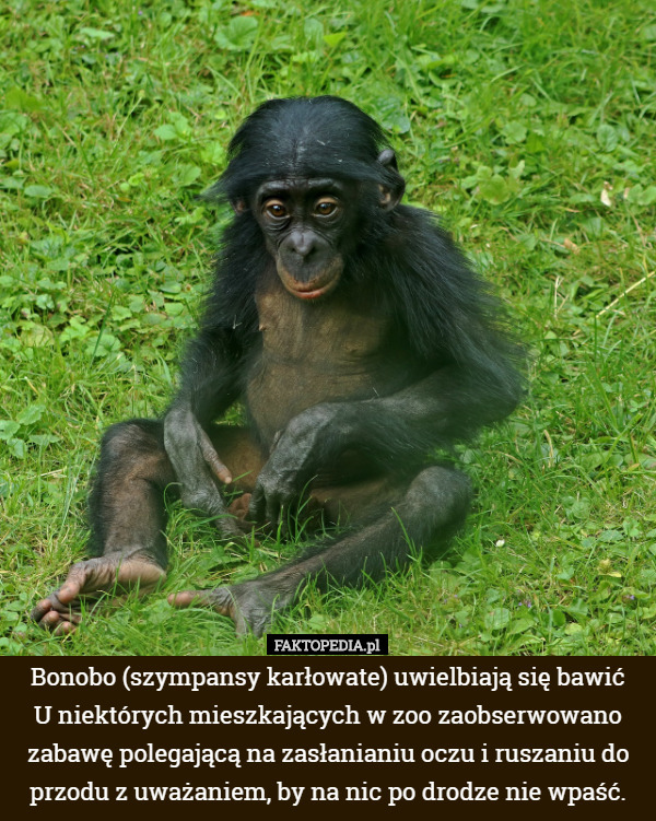 Bonobo (szympansy karłowate) uwielbiają się bawić
 U niektórych mieszkających w zoo zaobserwowano zabawę polegającą na zasłanianiu oczu i ruszaniu do przodu z uważaniem, by na nic po drodze nie wpaść. 