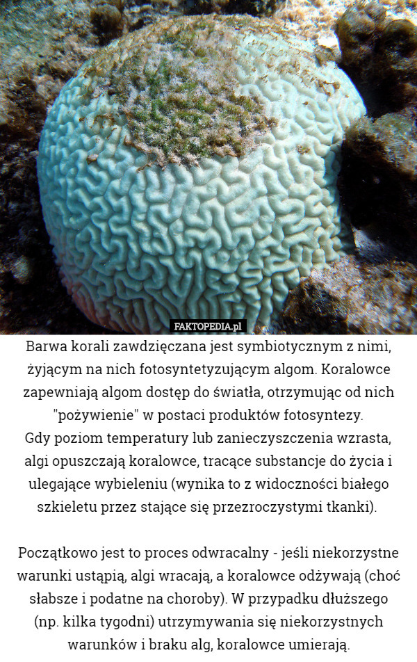 Barwa korali zawdzięczana jest symbiotycznym z nimi, żyjącym na nich fotosyntetyzującym algom. Koralowce zapewniają algom dostęp do światła, otrzymując od nich "pożywienie" w postaci produktów fotosyntezy.
 Gdy poziom temperatury lub zanieczyszczenia wzrasta,
 algi opuszczają koralowce, tracące substancje do życia i ulegające wybieleniu (wynika to z widoczności białego szkieletu przez stające się przezroczystymi tkanki). 

Początkowo jest to proces odwracalny - jeśli niekorzystne warunki ustąpią, algi wracają, a koralowce odżywają (choć słabsze i podatne na choroby). W przypadku dłuższego
 (np. kilka tygodni) utrzymywania się niekorzystnych warunków i braku alg, koralowce umierają. 