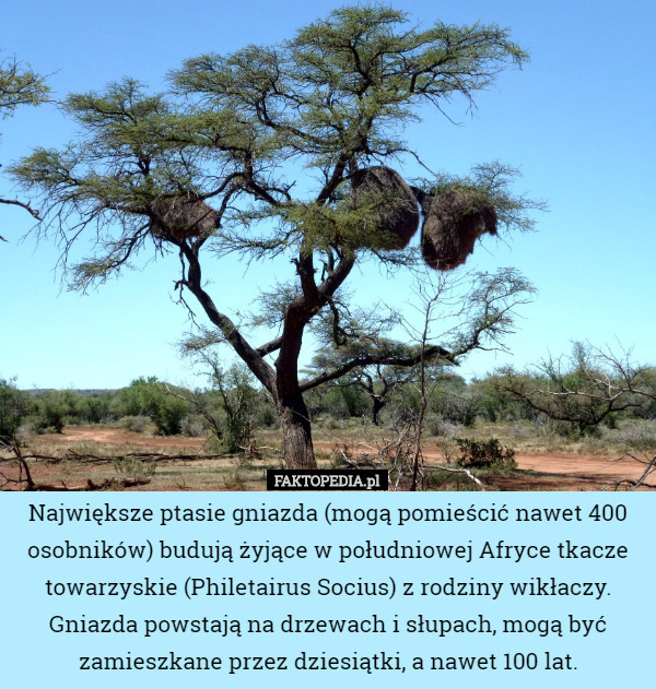 Największe ptasie gniazda (mogą pomieścić nawet 400 osobników) budują żyjące w południowej Afryce tkacze towarzyskie (Philetairus Socius) z rodziny wikłaczy. Gniazda powstają na drzewach i słupach, mogą być zamieszkane przez dziesiątki, a nawet 100 lat. 