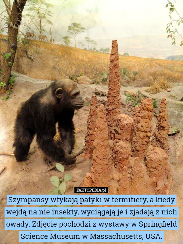 Szympansy wtykają patyki w termitiery, a kiedy wejdą na nie insekty, wyciągają je i zjadają z nich owady. Zdjęcie pochodzi z wystawy w Springfield Science Museum w Massachusetts, USA. 