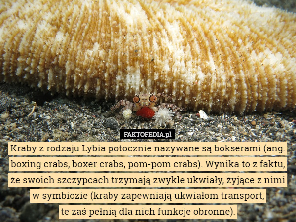 Kraby z rodzaju Lybia potocznie nazywane są bokserami (ang. boxing crabs, boxer crabs, pom-pom crabs). Wynika to z faktu, że swoich szczypcach trzymają zwykle ukwiały, żyjące z nimi w symbiozie (kraby zapewniają ukwiałom transport,
 te zaś pełnią dla nich funkcje obronne). 