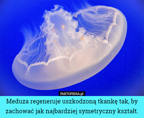 Meduza regeneruje uszkodzoną tkankę tak, by zachować jak najbardziej symetryczny kształt. 
