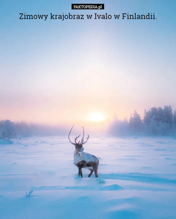 Zimowy krajobraz w Ivalo w Finlandii. 