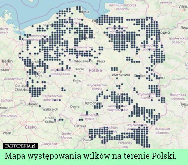 Mapa występowania wilków na terenie Polski. 