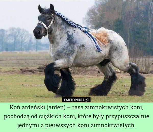 Koń ardeński (arden) – rasa zimnokrwistych koni, pochodzą od ciężkich koni, które były przypuszczalnie jednymi z pierwszych koni zimnokrwistych. 