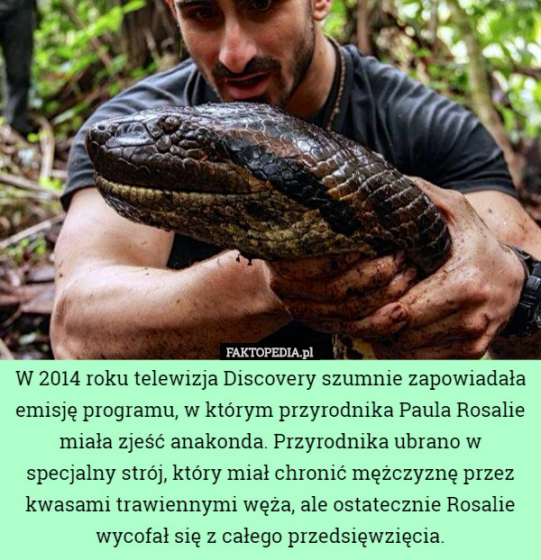 W 2014 roku telewizja Discovery szumnie zapowiadała emisję programu, w którym przyrodnika Paula Rosalie miała zjeść anakonda. Przyrodnika ubrano w specjalny strój, który miał chronić mężczyznę przez kwasami trawiennymi węża, ale ostatecznie Rosalie wycofał się z całego przedsięwzięcia. 