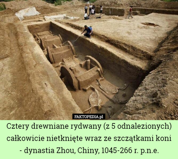 Cztery drewniane rydwany (z 5 odnalezionych) całkowicie nietknięte wraz ze szczątkami koni - dynastia Zhou, Chiny, 1045-266 r. p.n.e. 